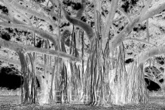 Lush Banyan Tree